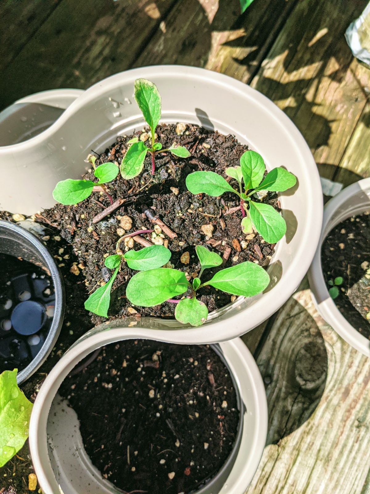 Salad greens growing in Dollar Tree stacking pots