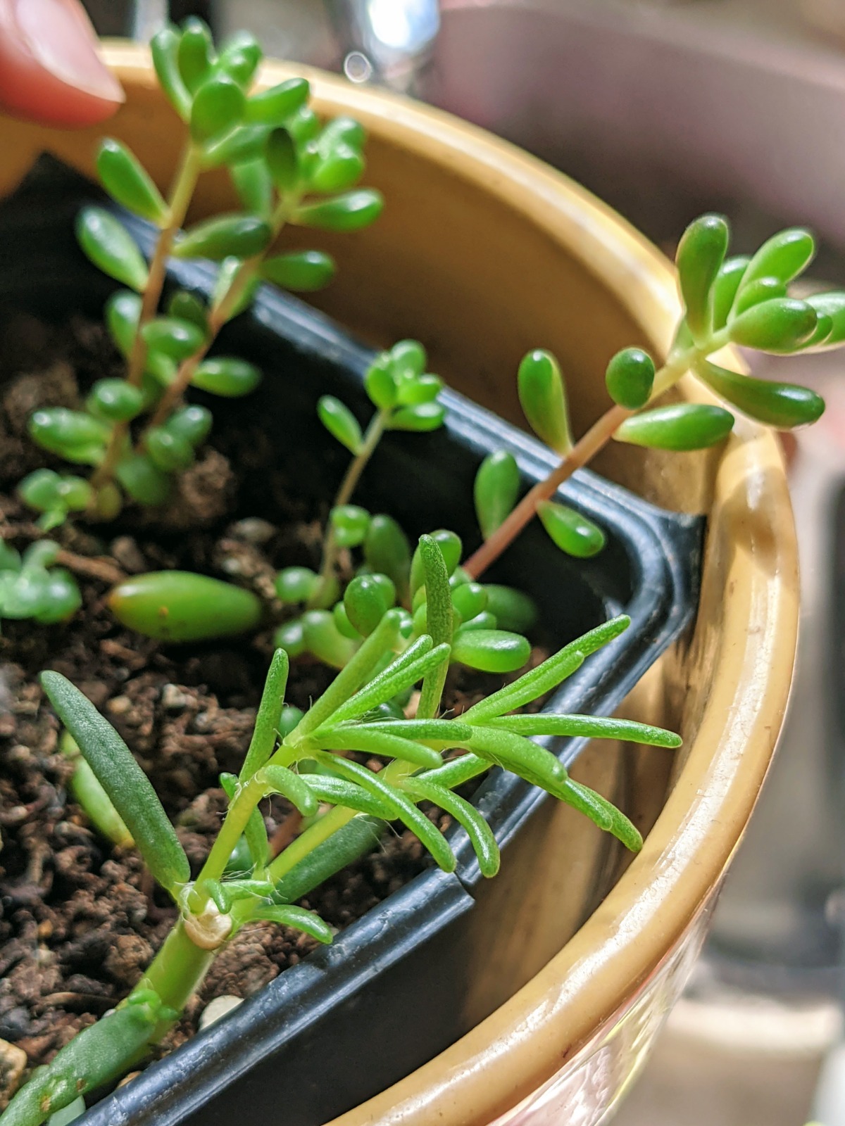 Portulaca cuttings showing new growth in a sunny windowsill