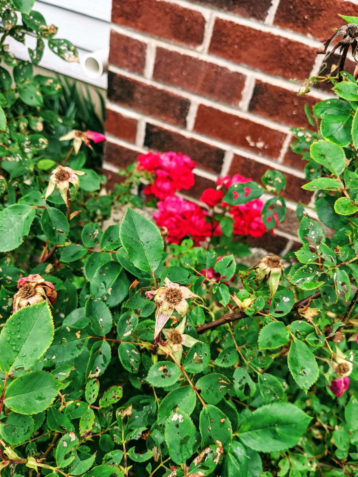 This red knockout rosebush is in desperate need of deadheading! Lots of spent blooms / rosehips waiting to be cut back.