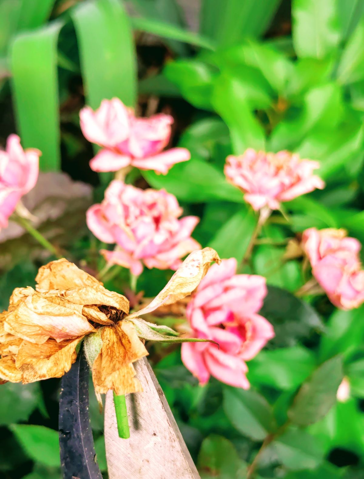 Removing spent blooms from knock out rose to promote new blooms