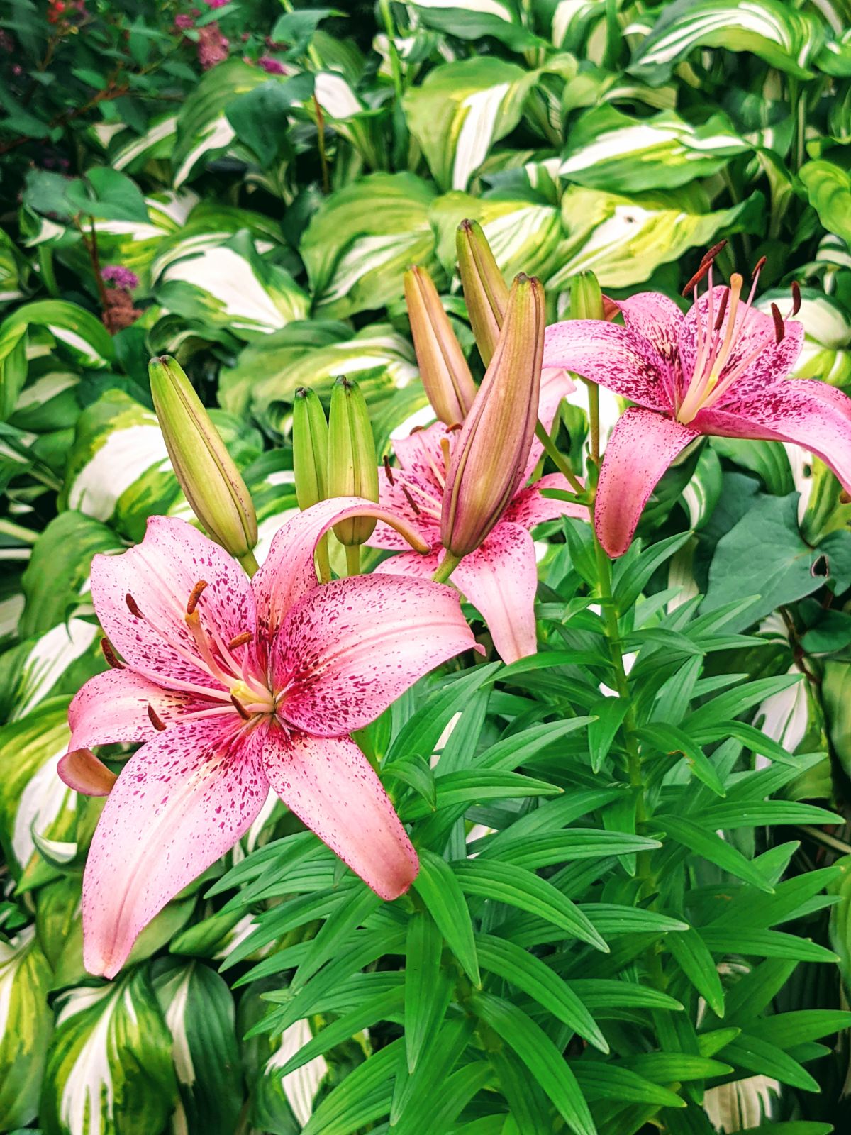 Pink Asiatic Lilies with speckles inside