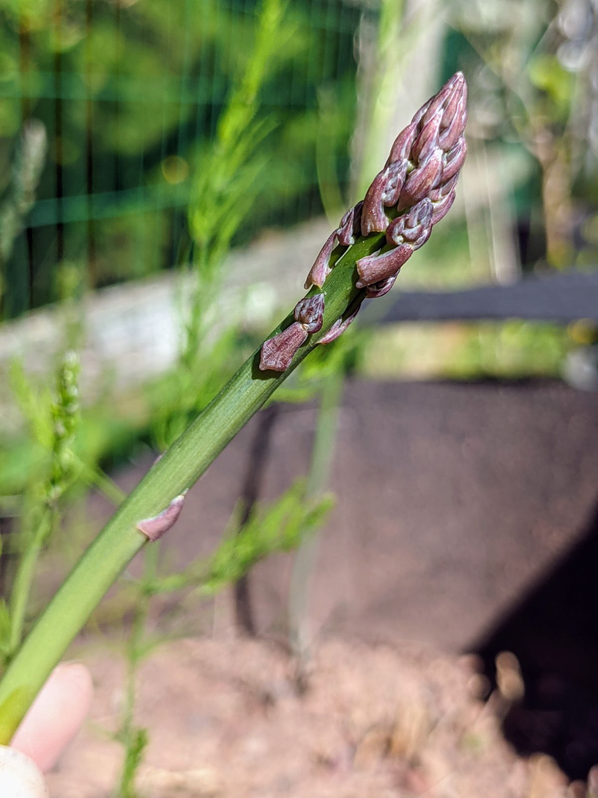 Mary Washington Asparagus from Seed