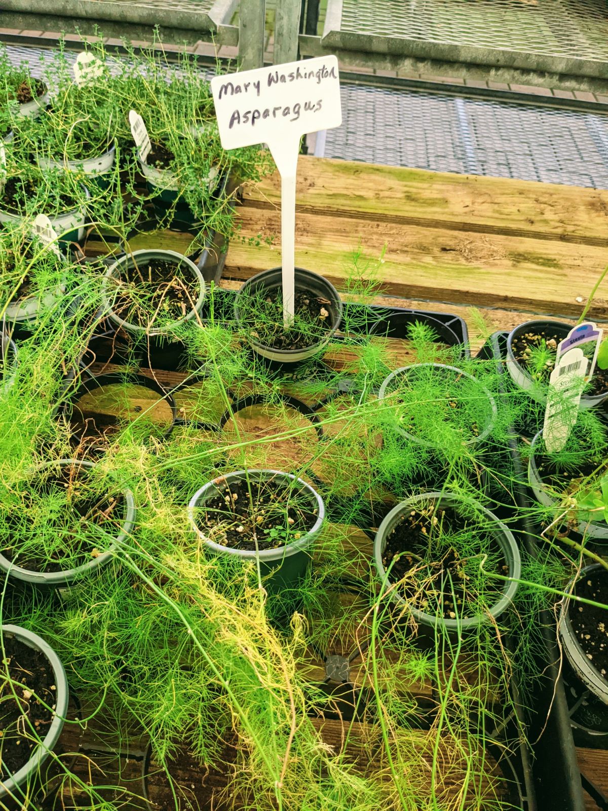 Mary Washington Asparagus Plants