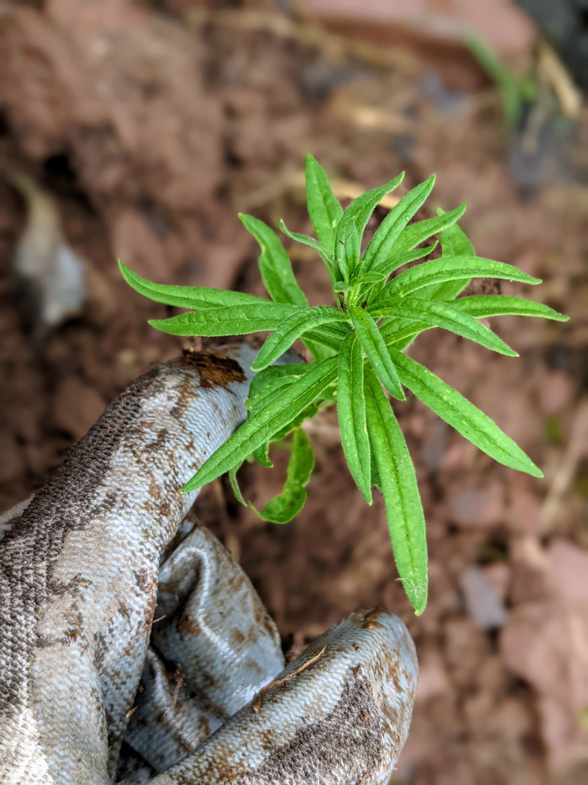 Young milkweed reseeded volunteer plant