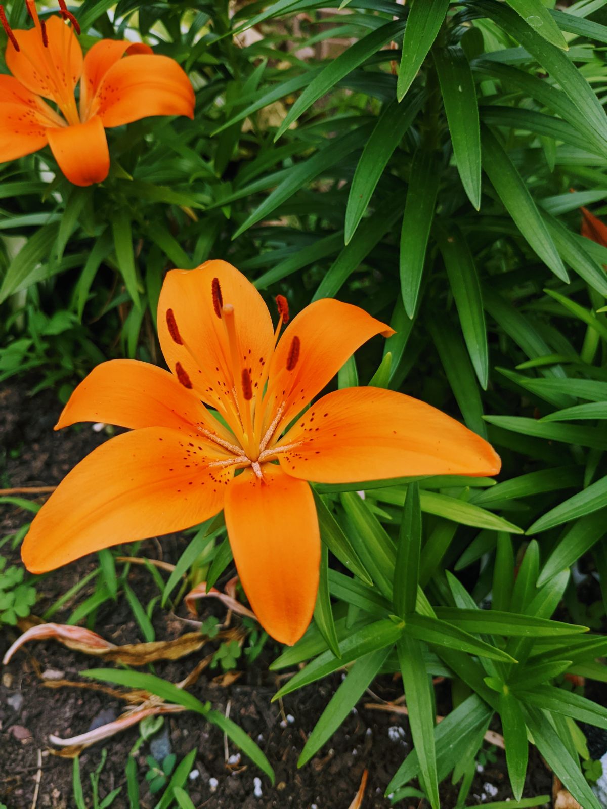 Orange Asiatic Lilies in our garden