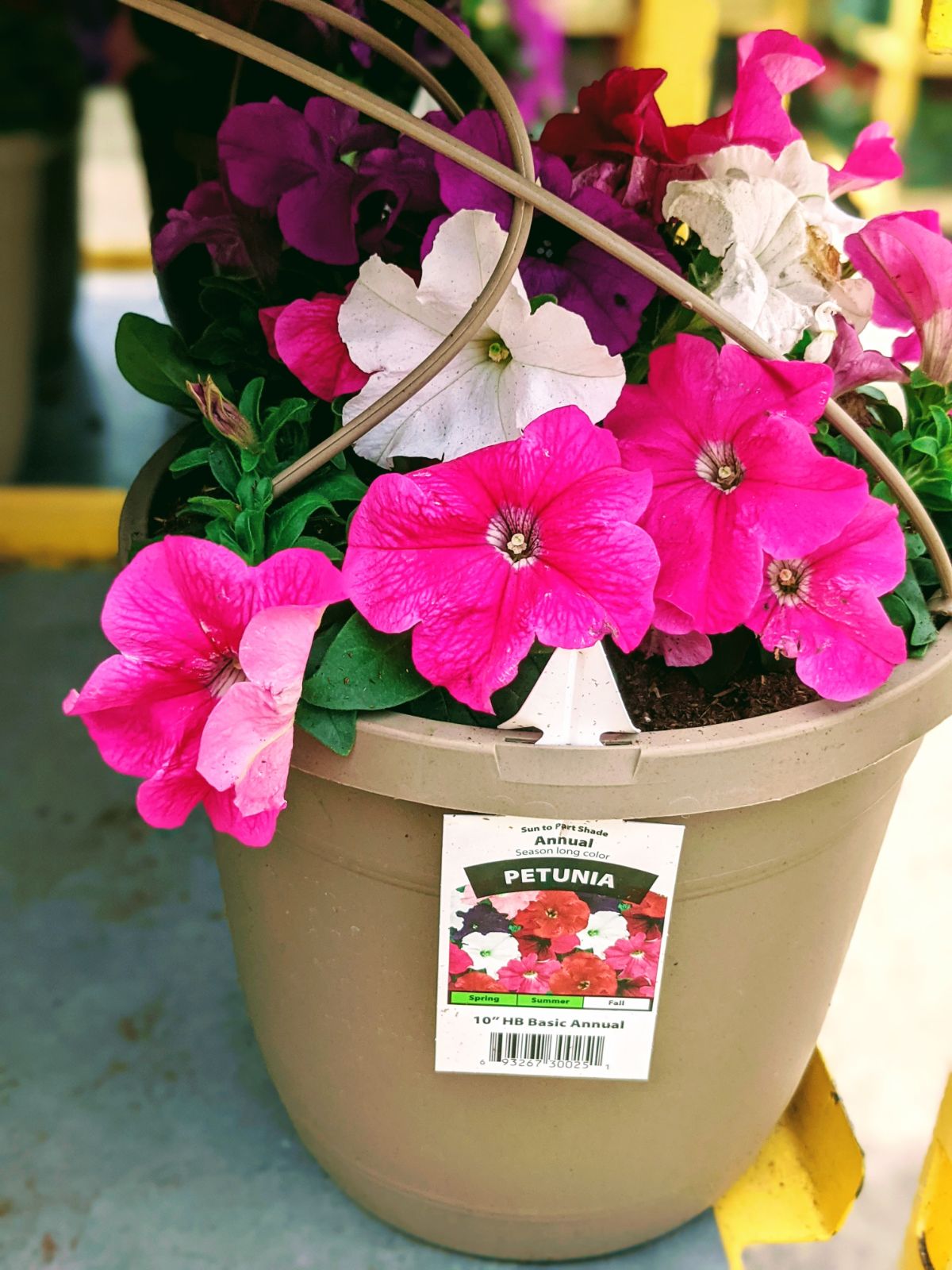 Pink white and purple petunias in a pot