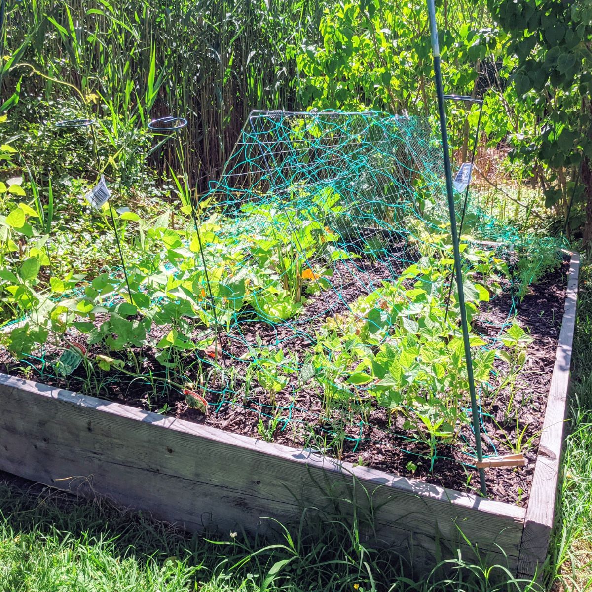 Plants in raised garden bed