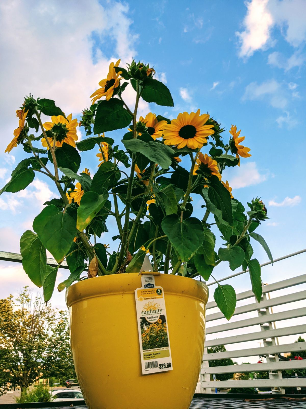 Potted sunflowers dwarf size in a yellow pot under a blue sky