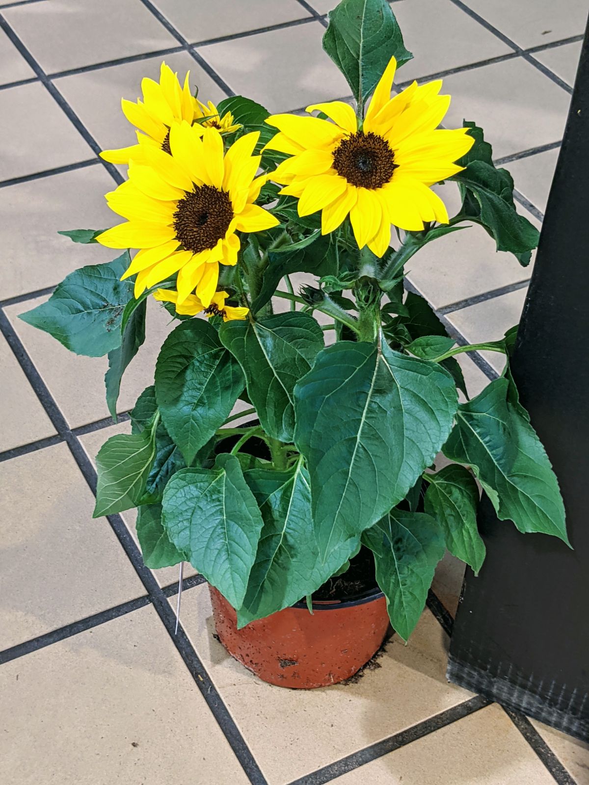 Potted sunflowers at Giant Food Store