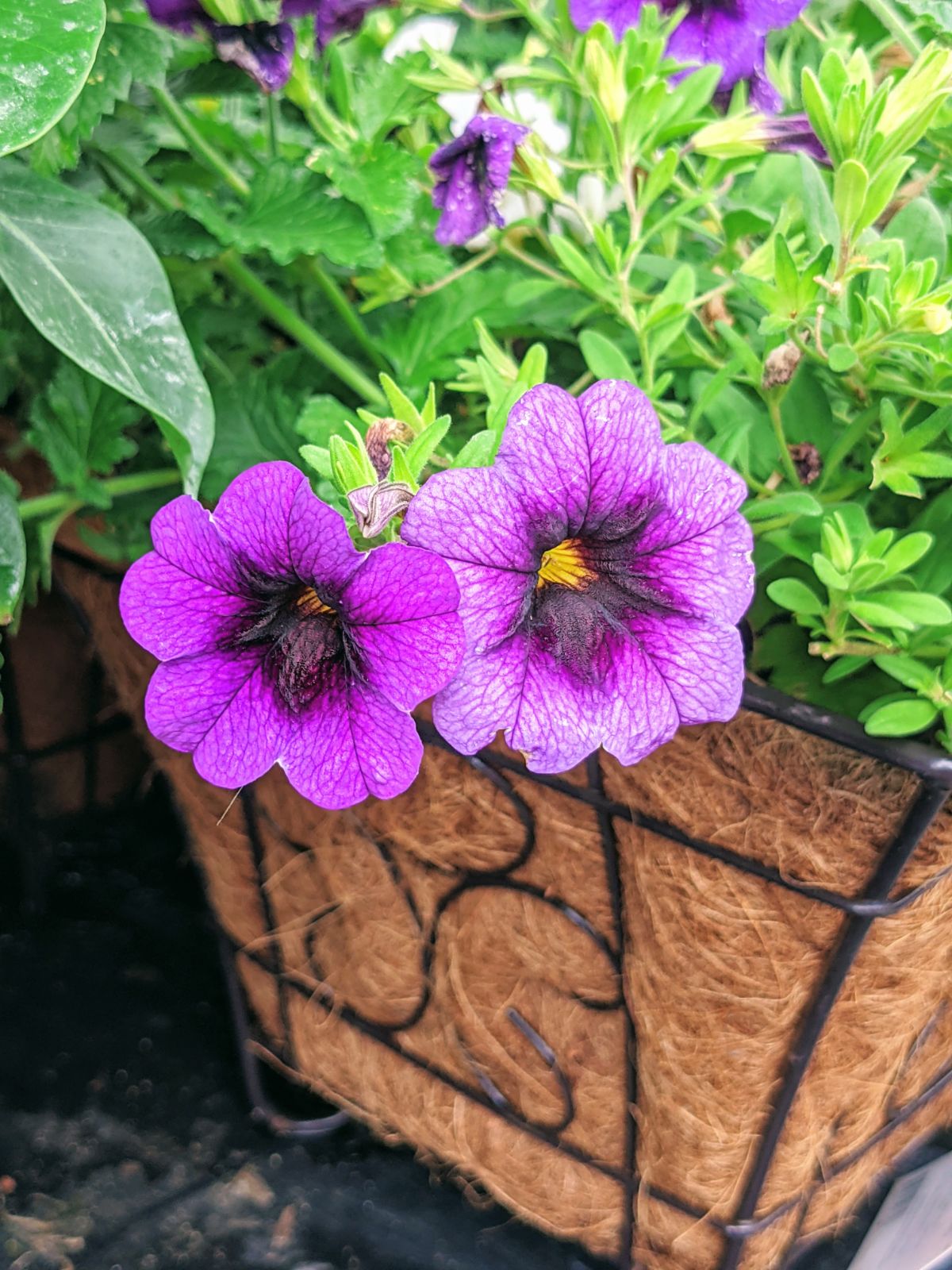 Purple petunias in a flower basket planter