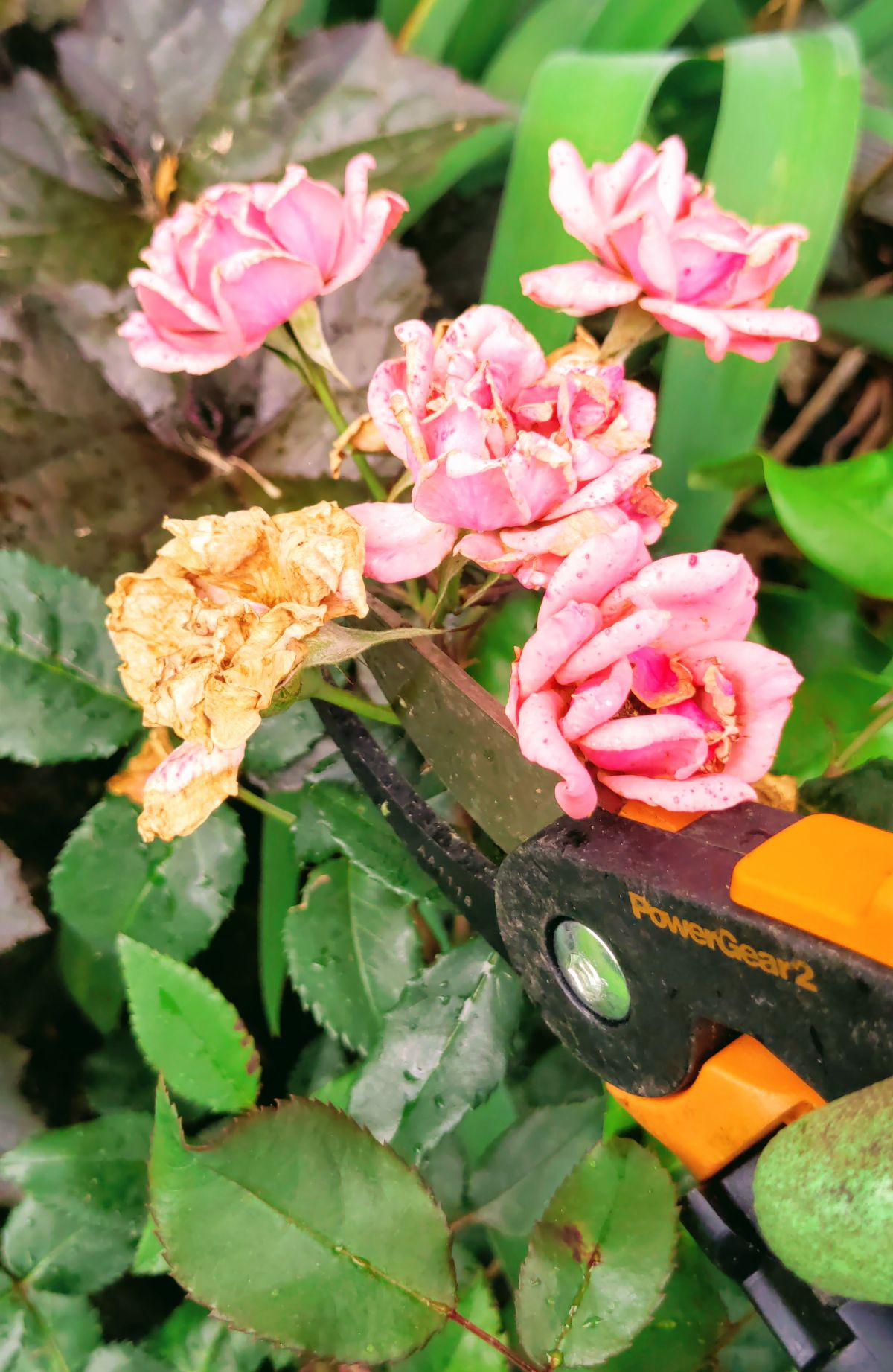 Removing Spent Knockout Rose Blooms