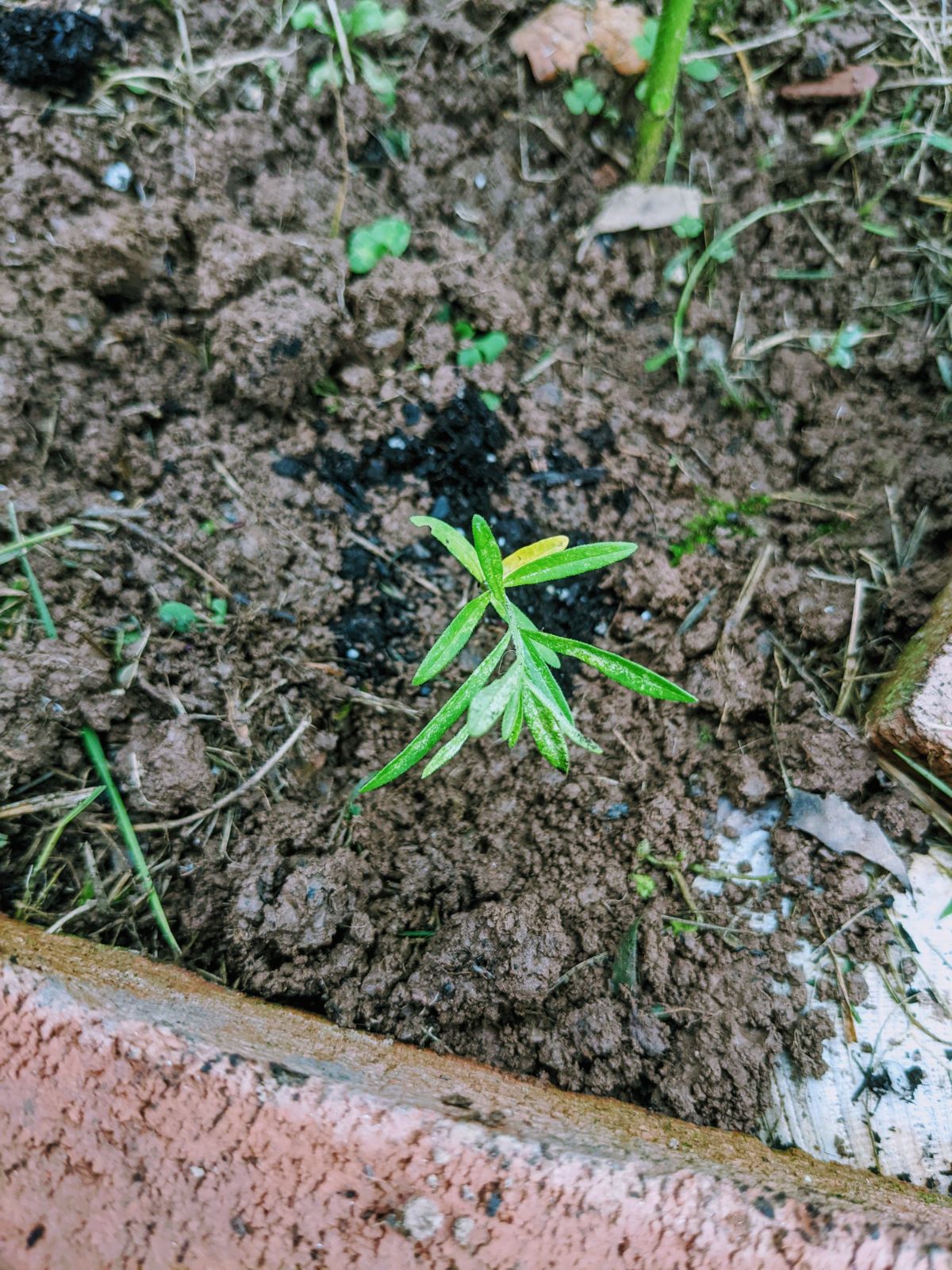 Replant milkweed seedlings to help butterflies