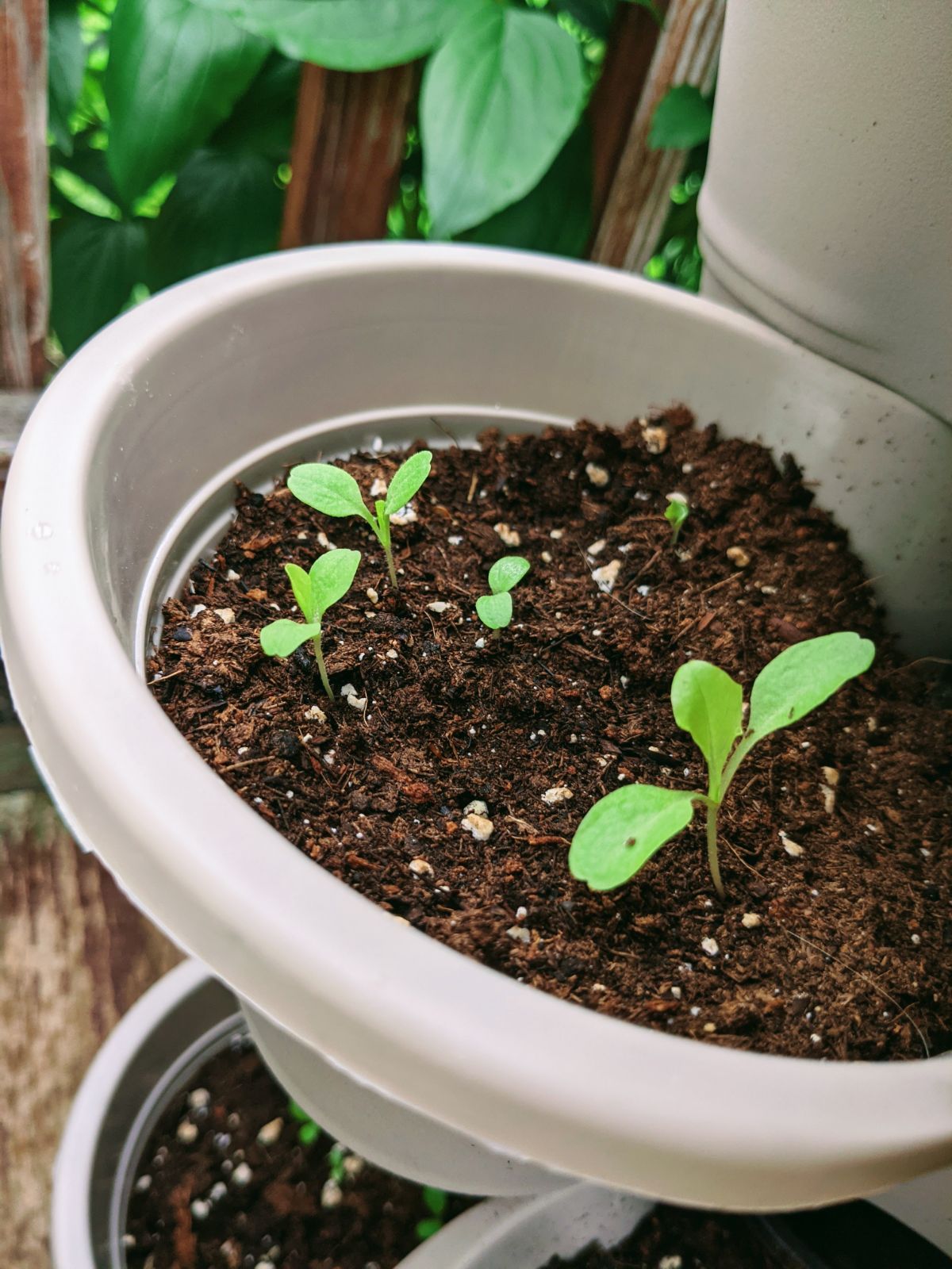 Seedlings in tier flower pots