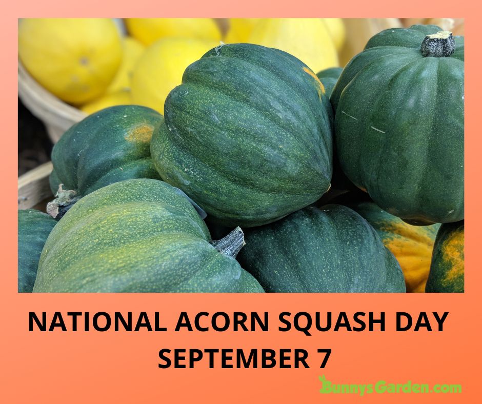 National Acorn Squash Day is September 7 - lots of green acorn squash piled up