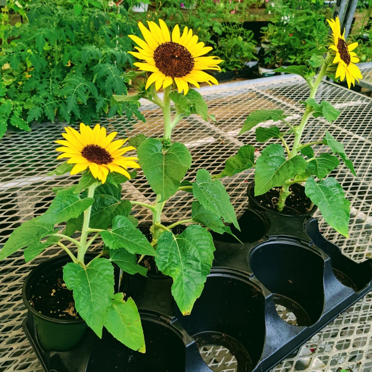 Trio of short sunflowers (dwarf)