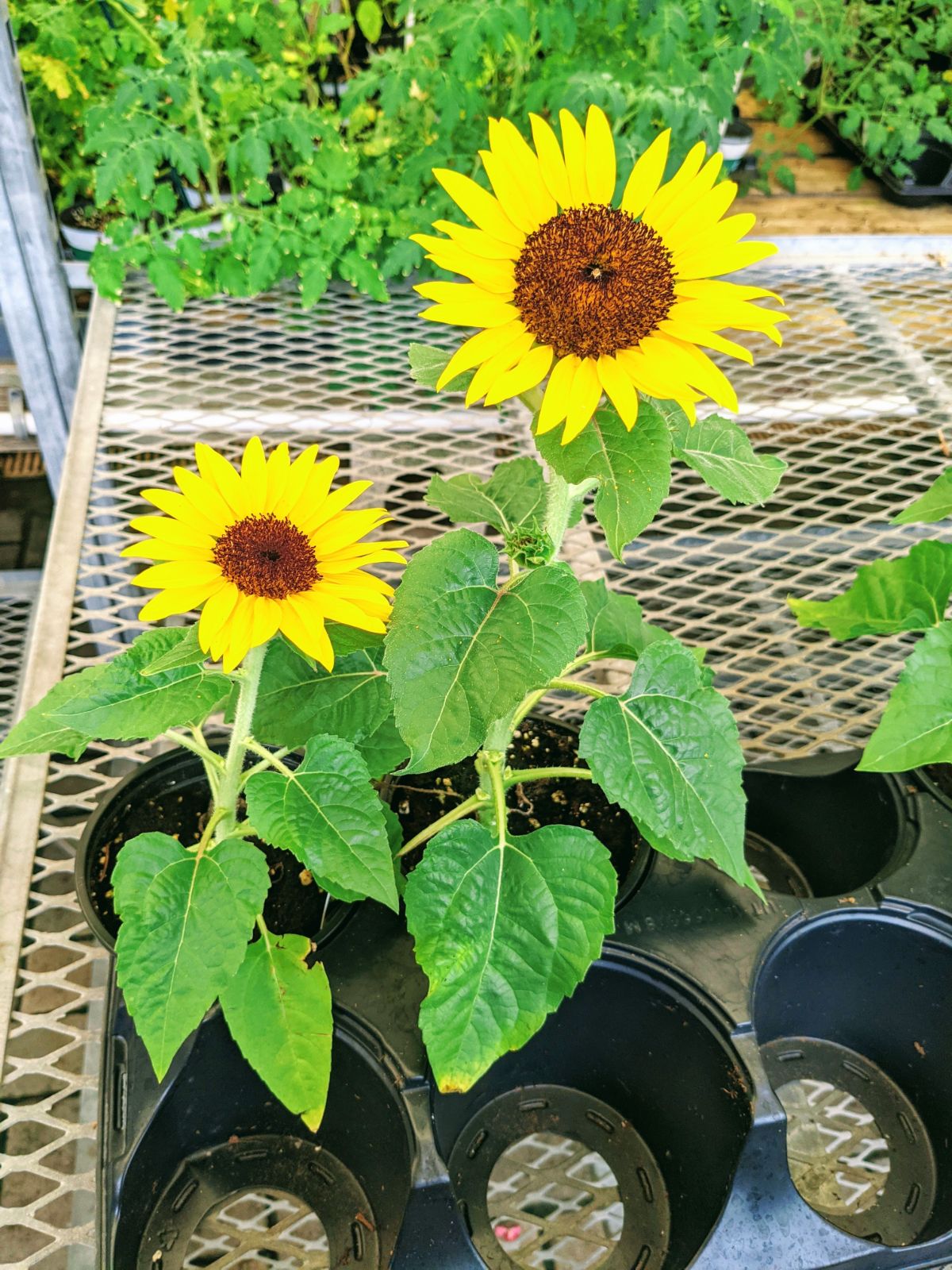 Short sunflowers for sale at a nursery