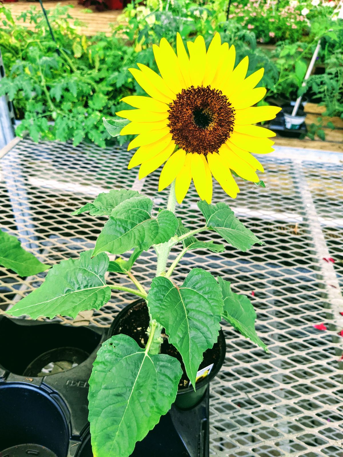 Single small sunflower with sunny yellow petals