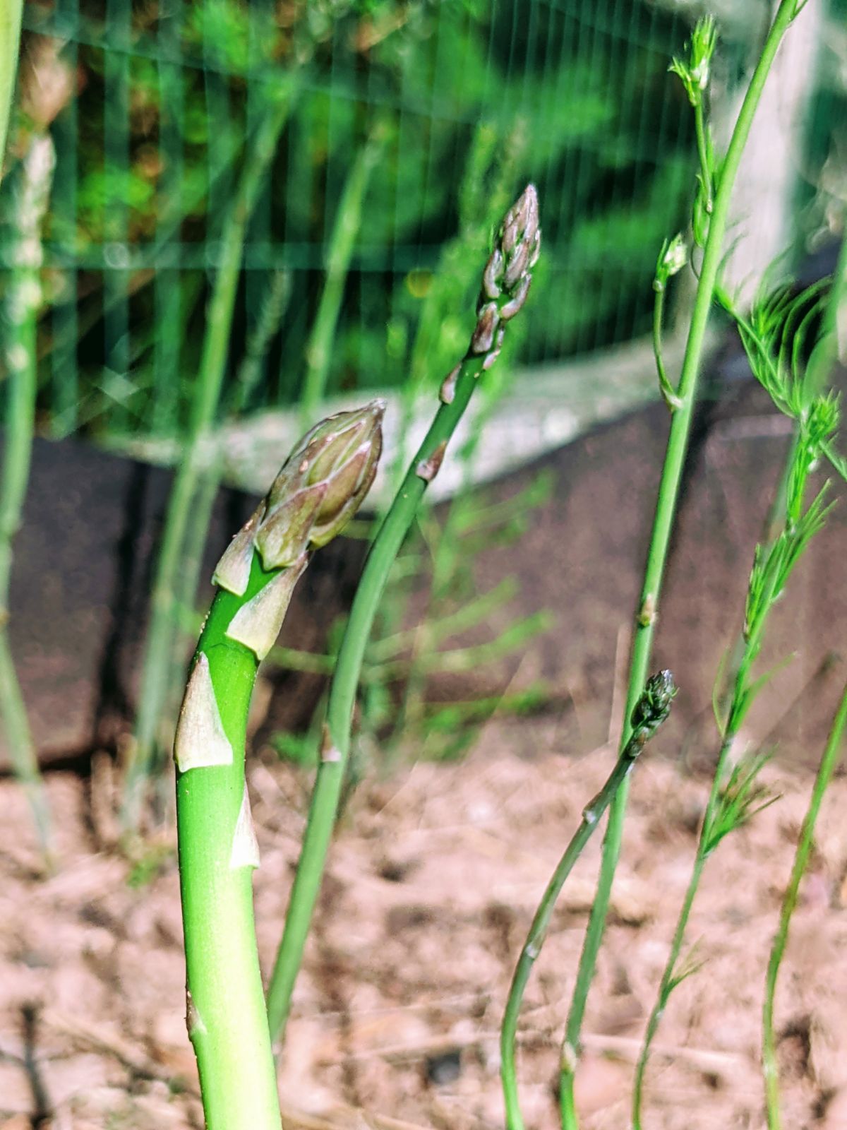 This is 3rd year Mary Washington Asparagus planted from seed