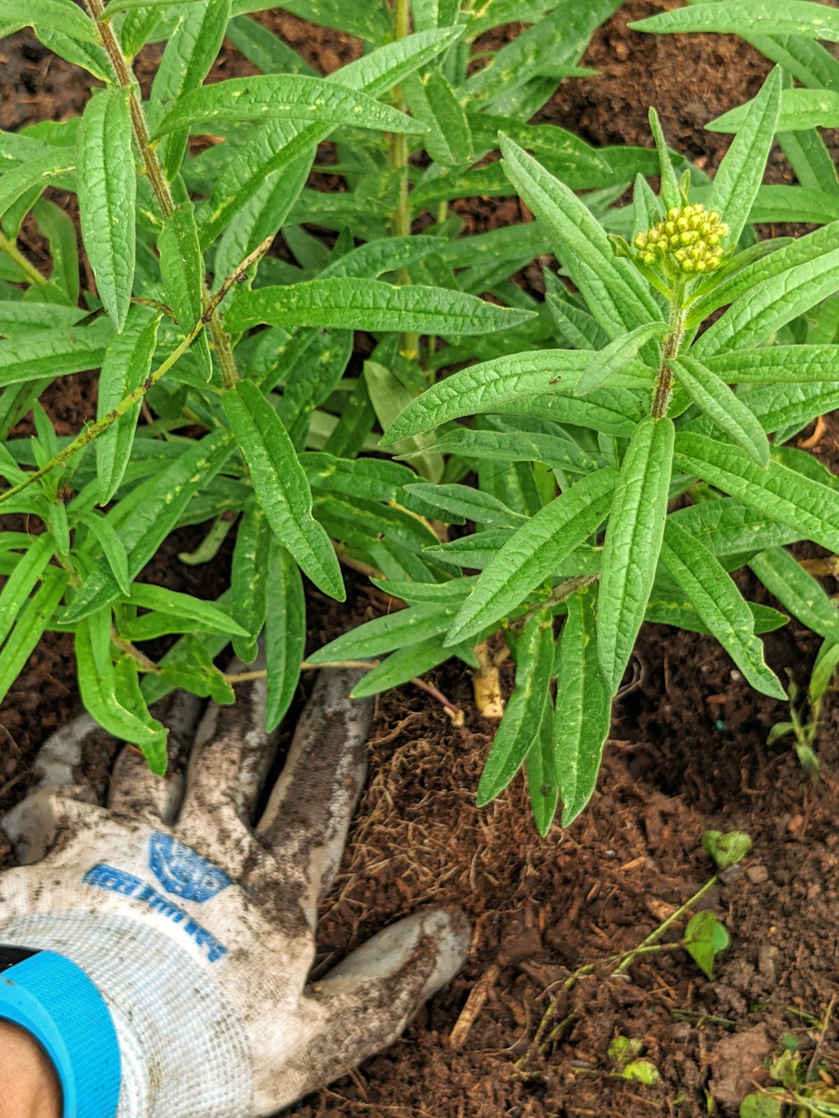 Pat down the soil around milkweed transplants