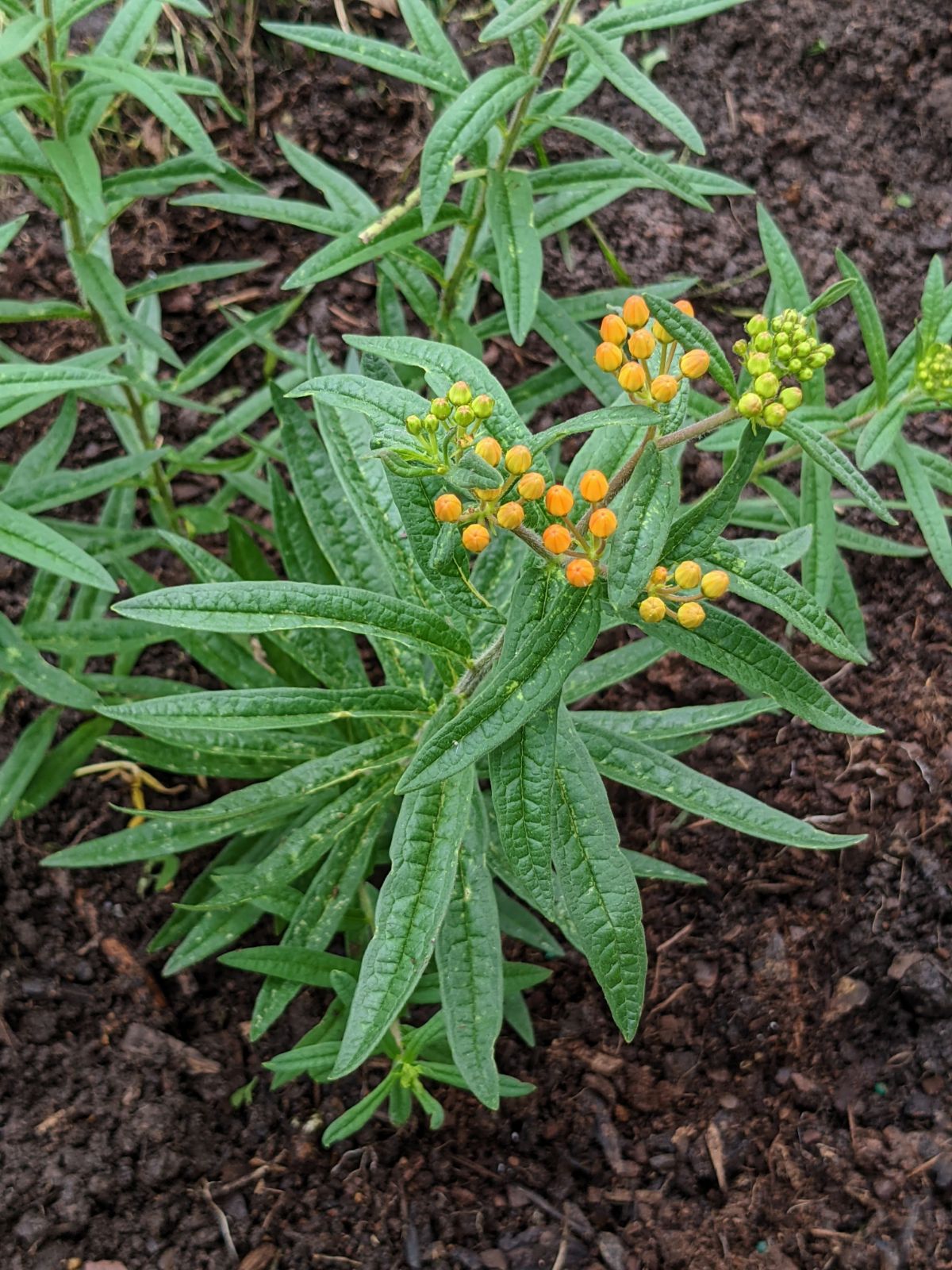 Replanted butterfly weed in the garden