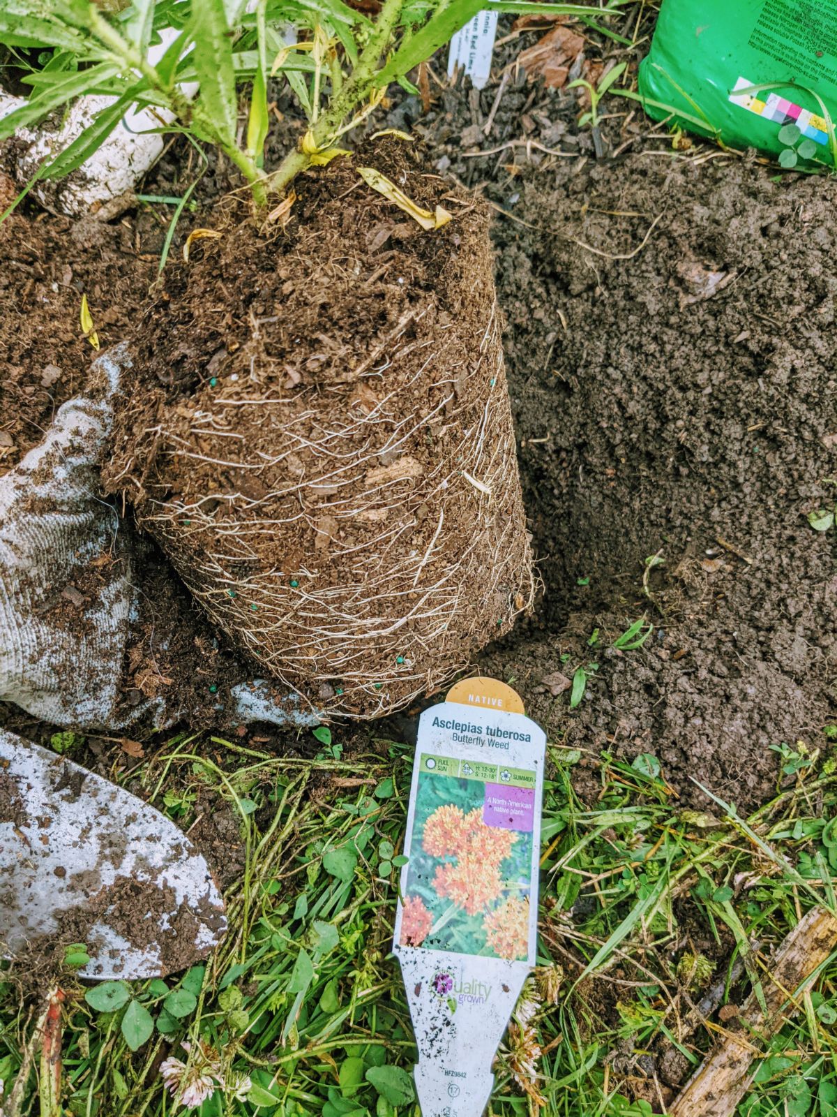 Root ball of butterfly weed transplant