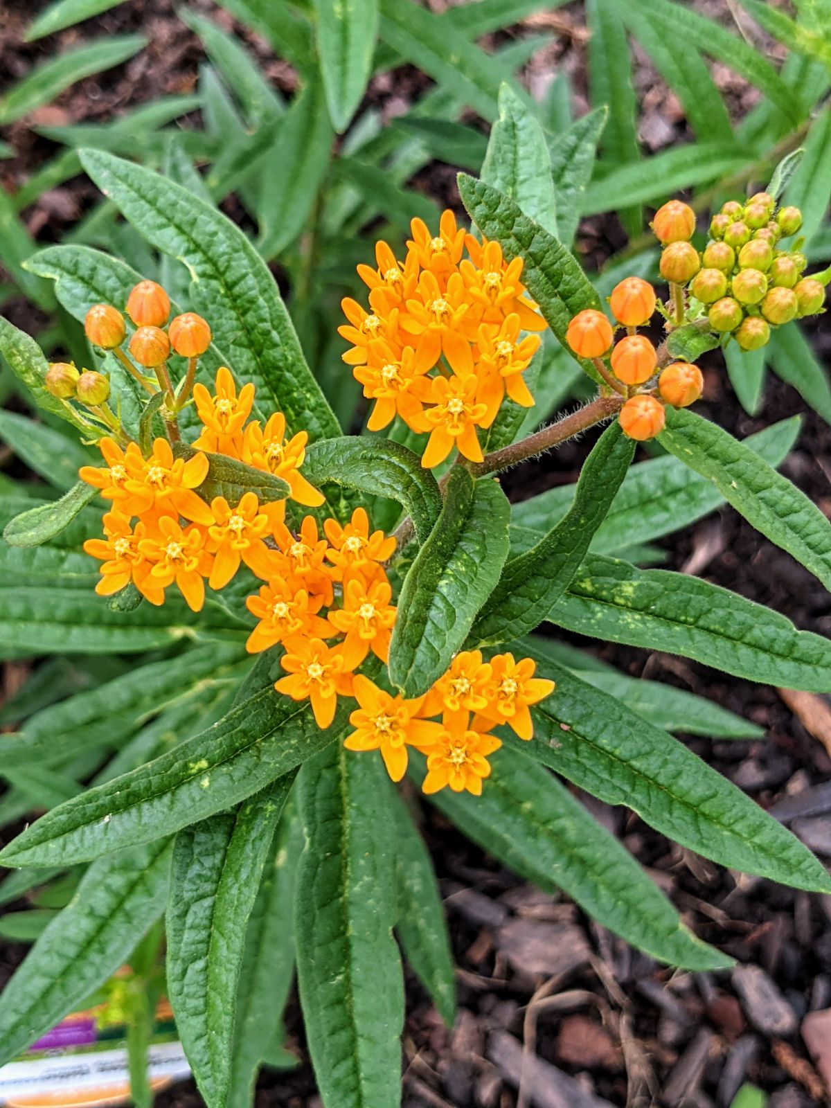 Orange Milkweed Plant in Bloom