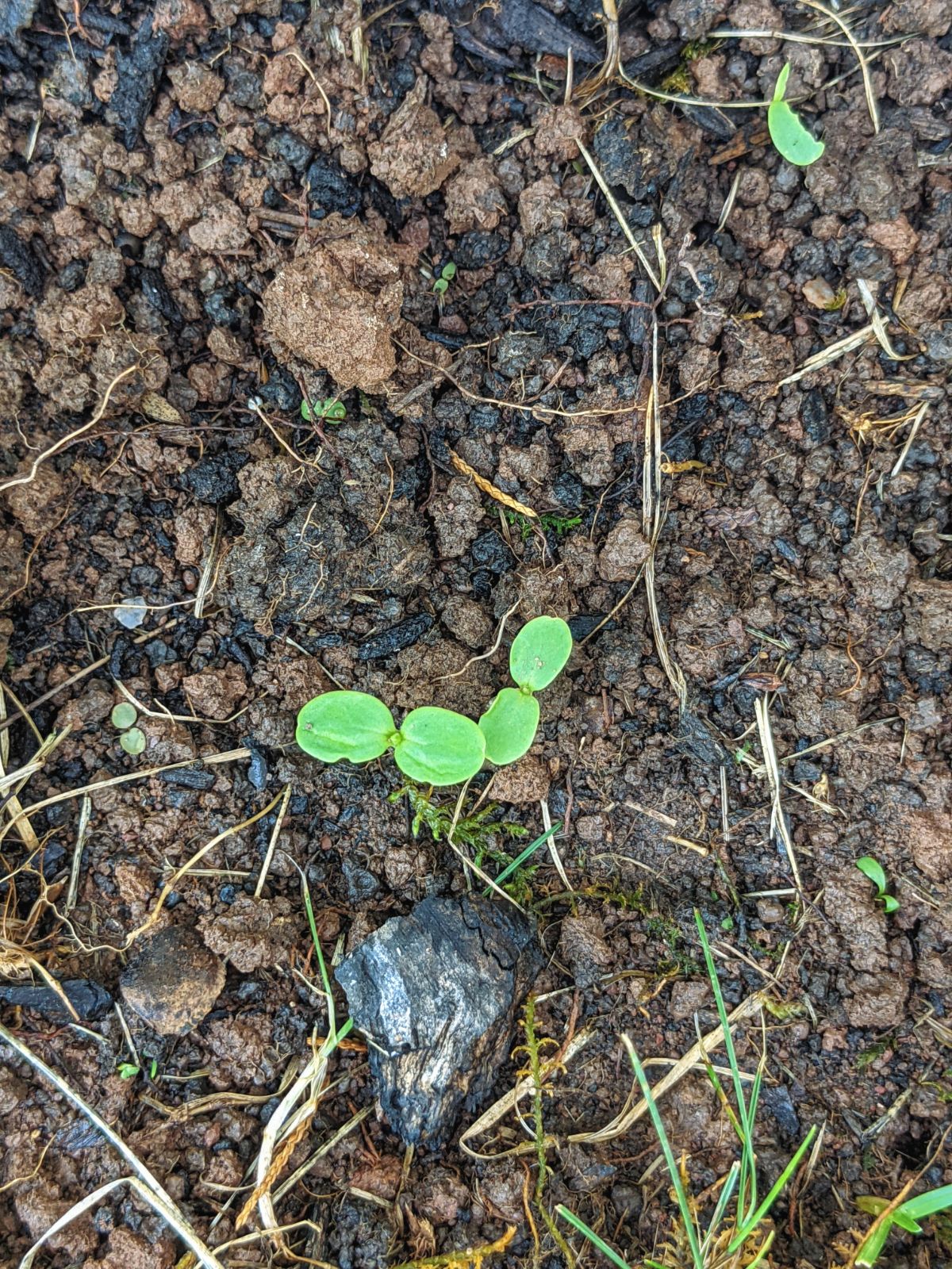 Zinnia Sprouts cotyledon just broken through the soil