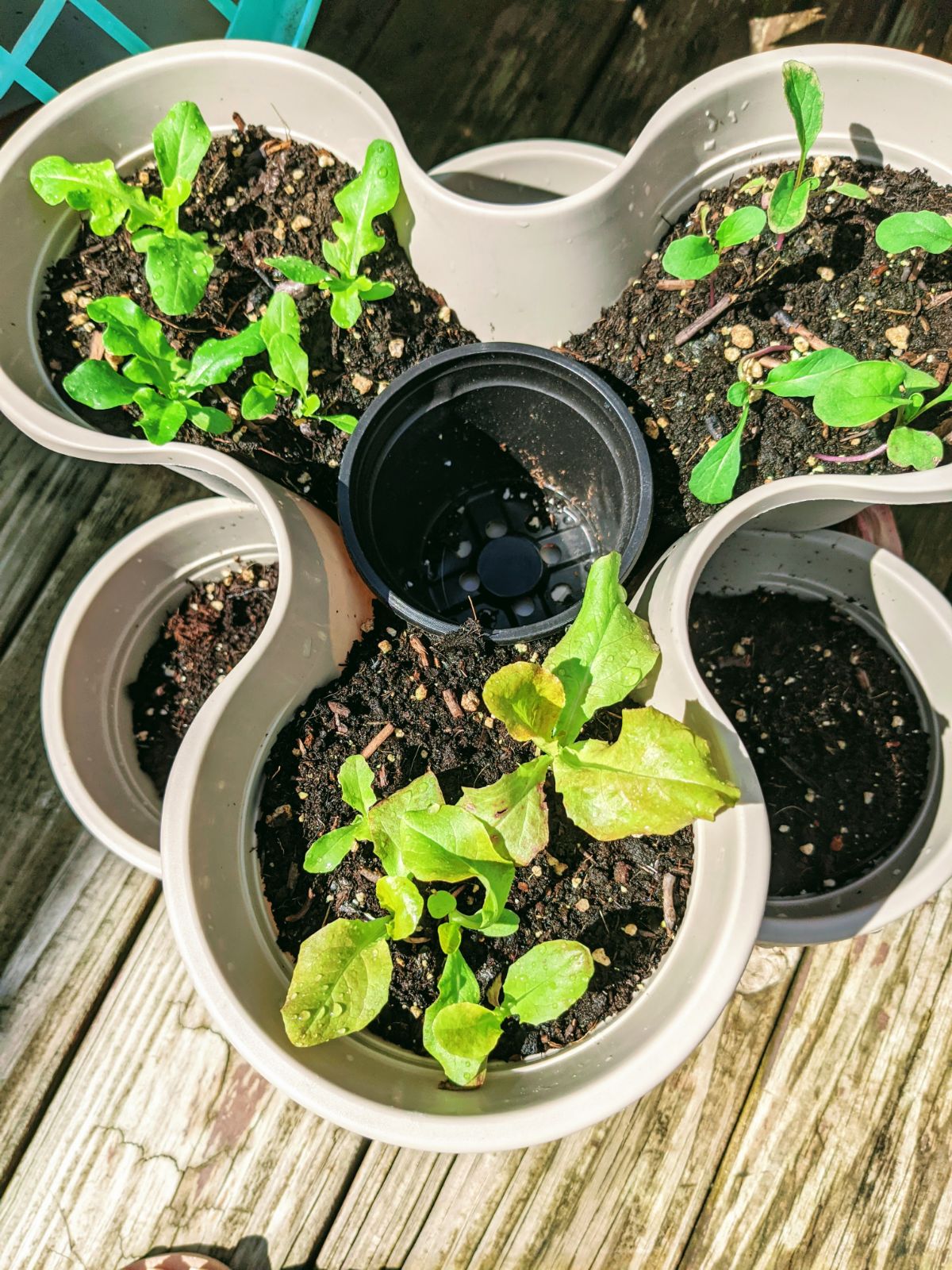 Lettuce and arugula planted in Dollar Tree stacking pots in our 2022 garden