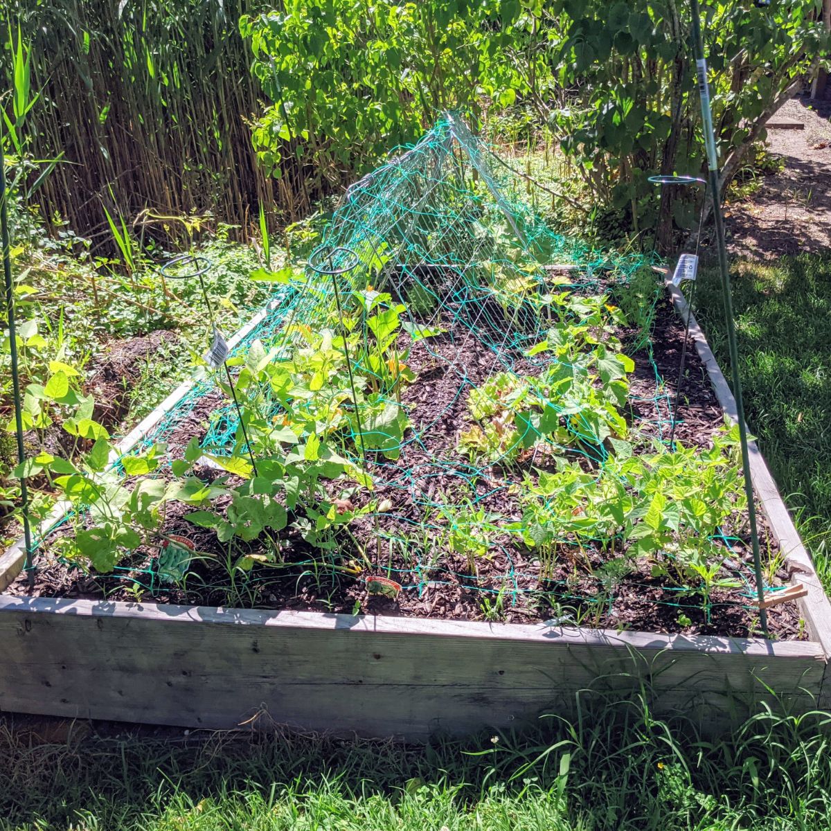 Building Raised Garden Beds with 2x10x8 Lumber: My Dads DIY