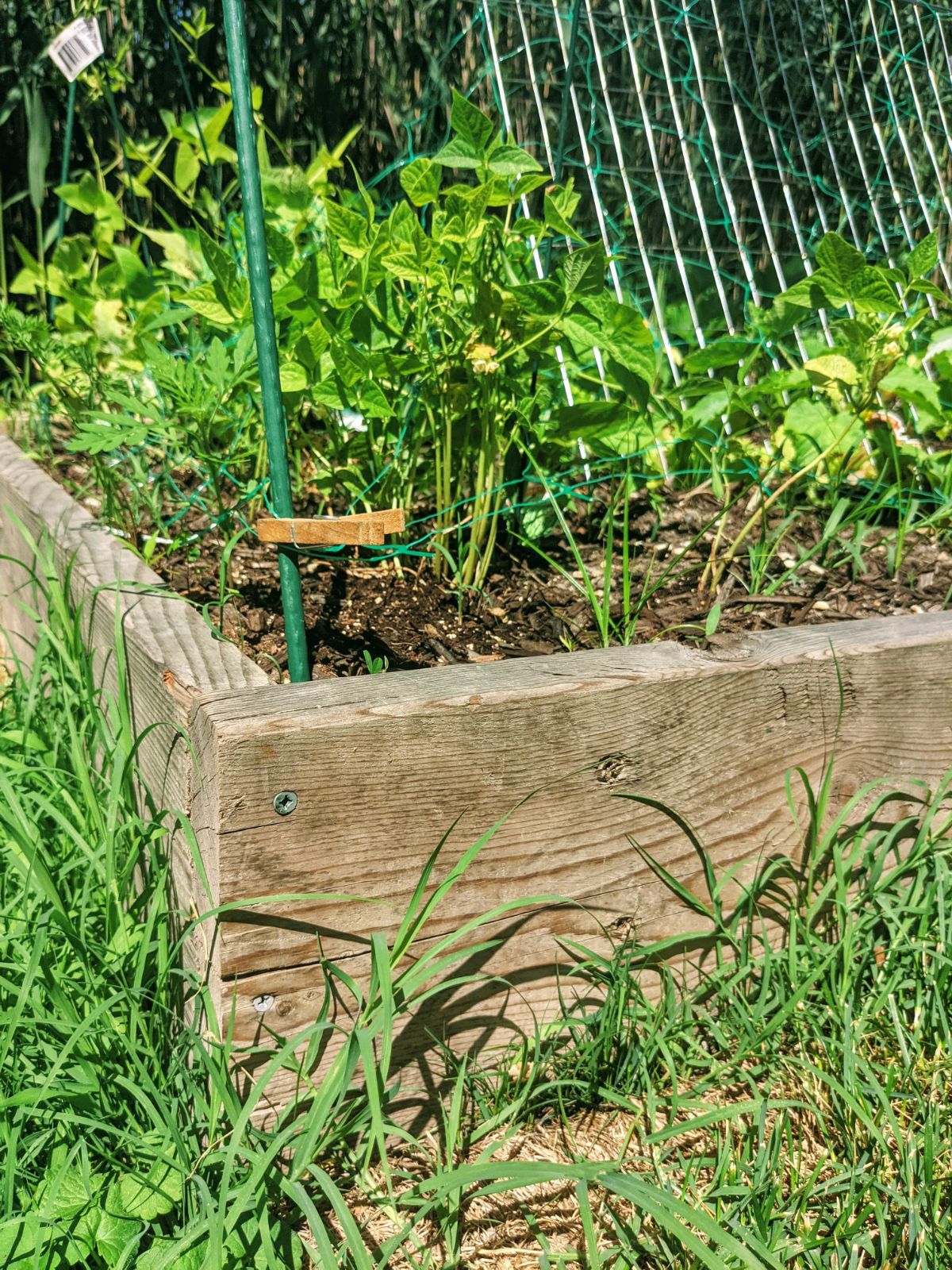 Handmade wooden garden box with trellis