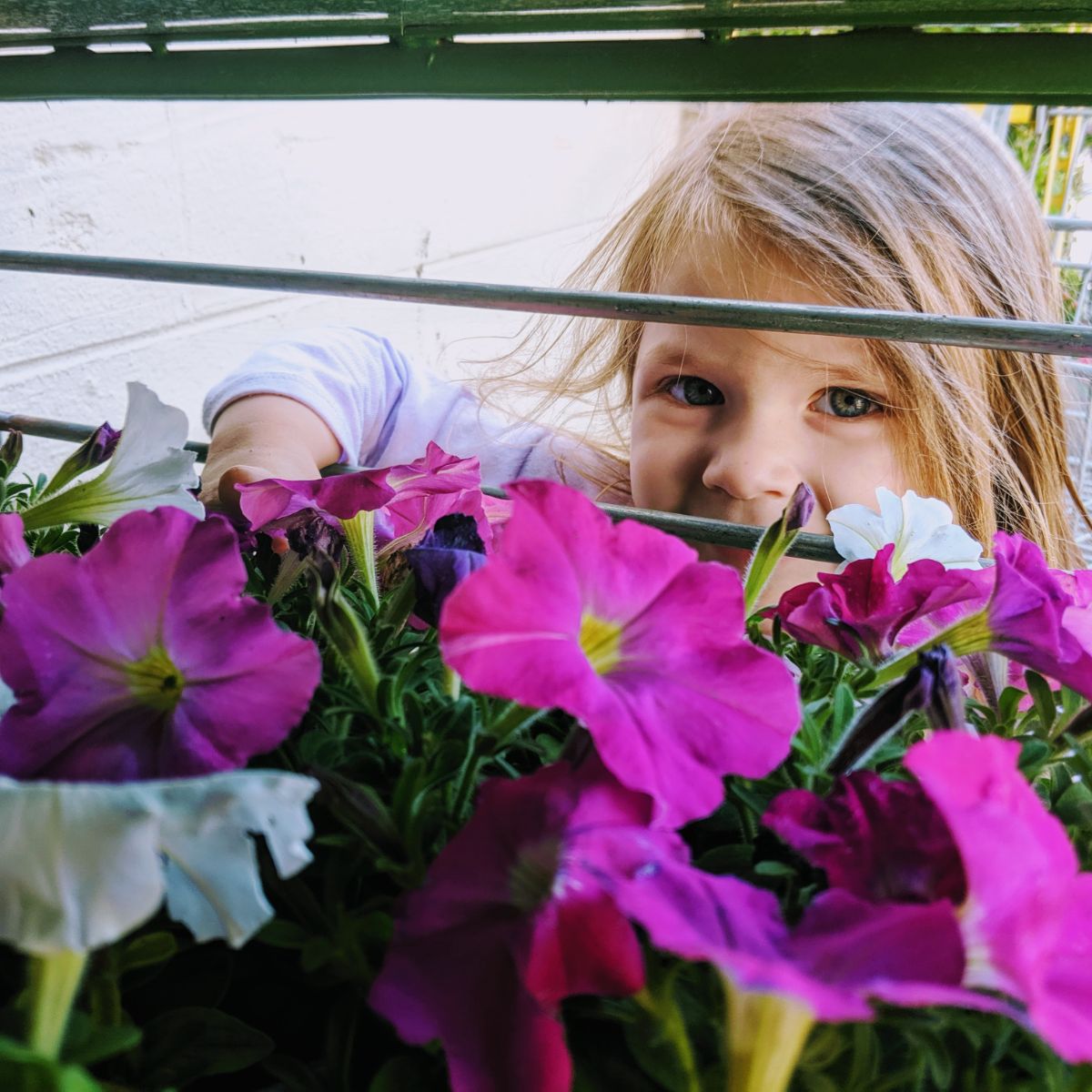 Young daughter picking out petunia flowers