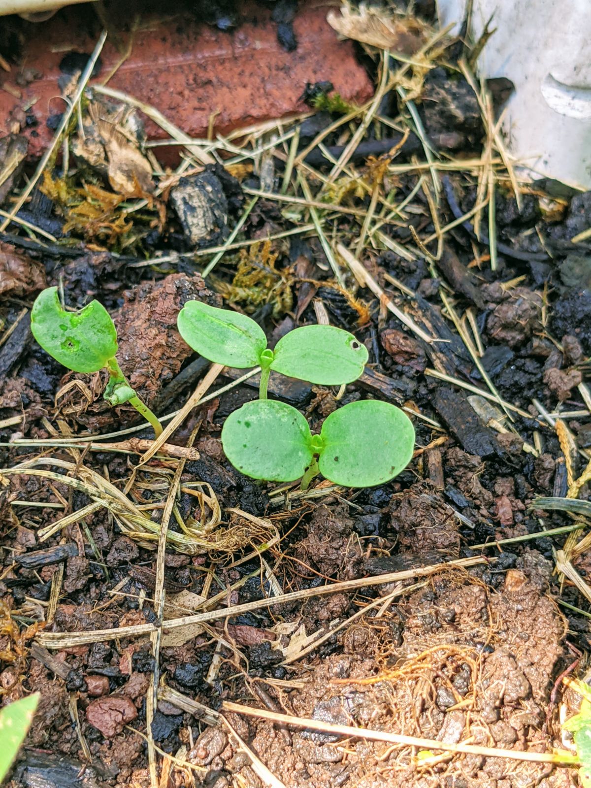 Zinnia Sprouts Images in our 2022 garden