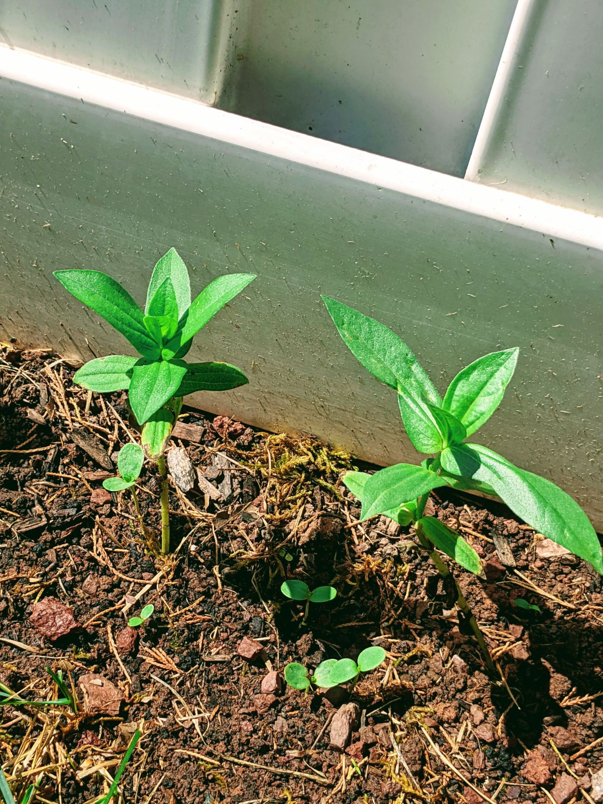 Zinnia seedlings growing next to seeds sprouting