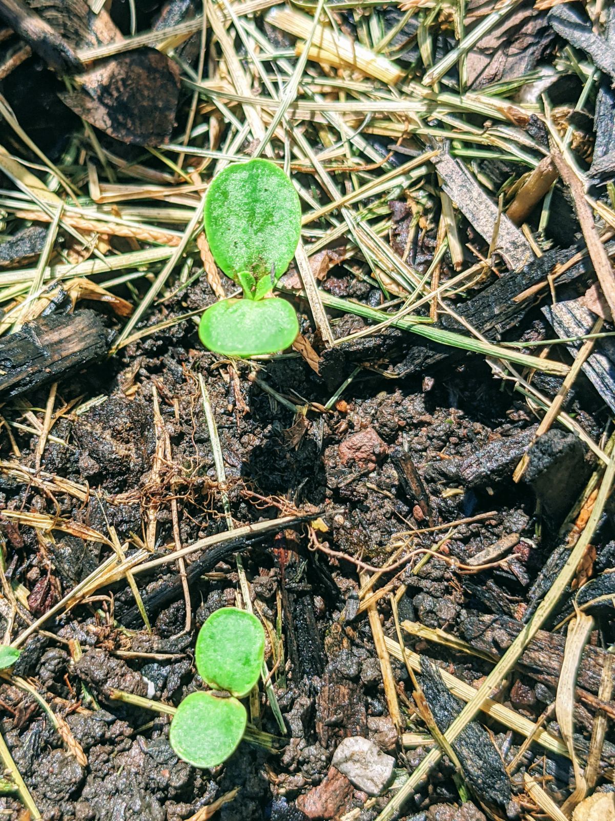 Zinnias sprouting close by