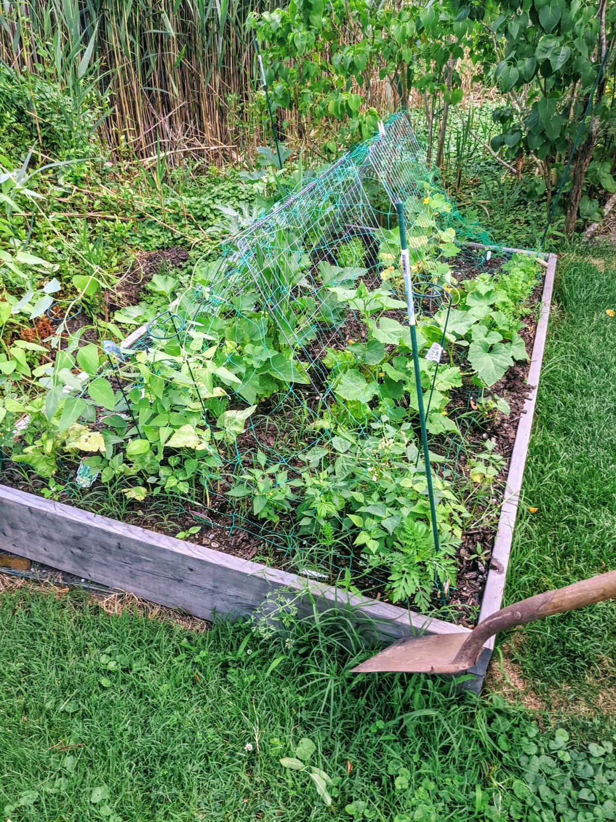 Homemade garden box made from lumber and screws