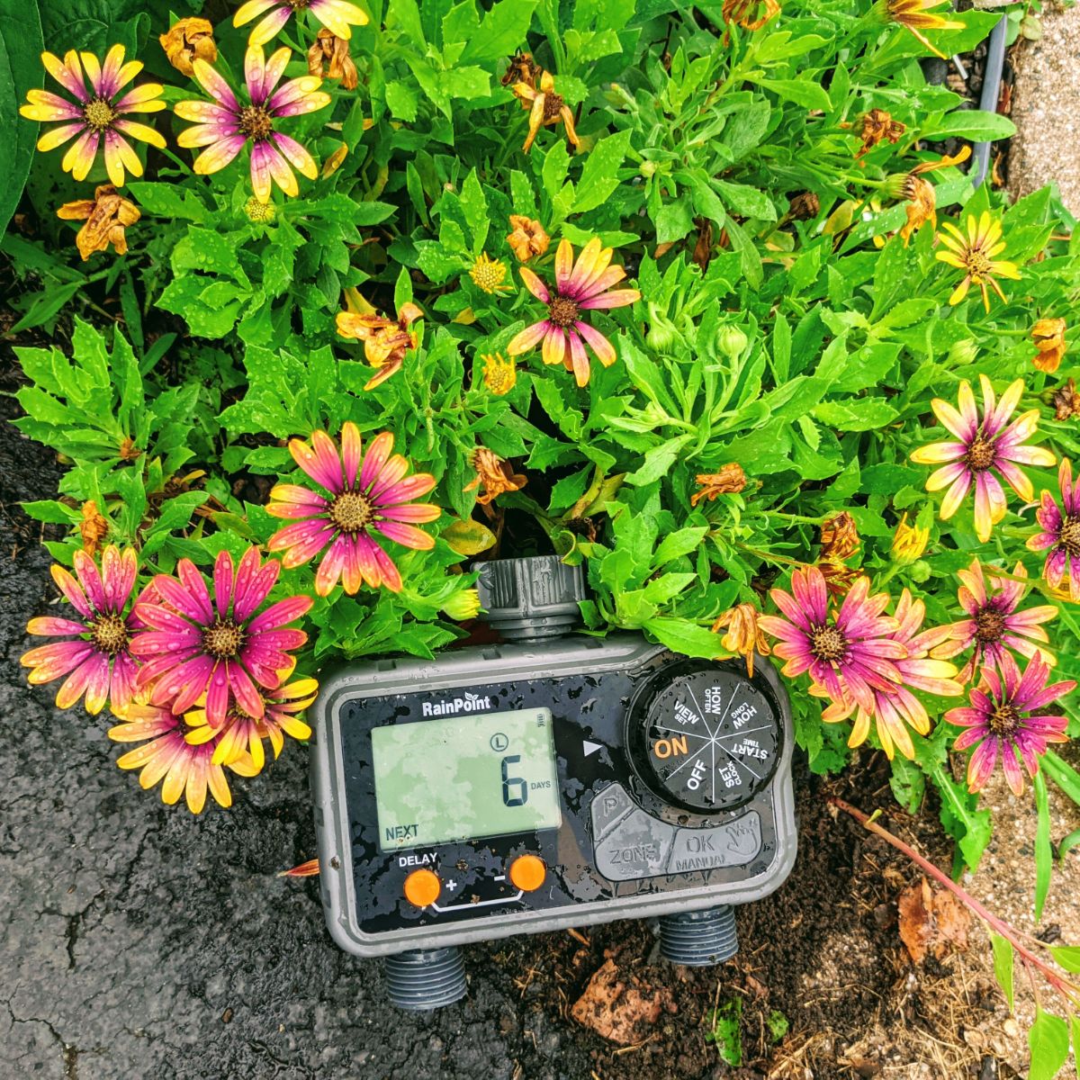 RainPoint hose timer with African Daisies