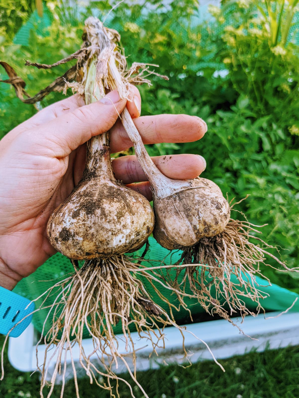 Garlic bulbs pulled from the garden and held in front of some plants