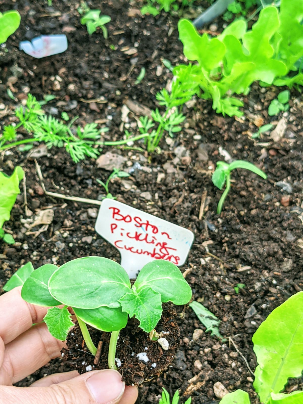 Boston Pickling Cucumbers planted outdoors in 2022.