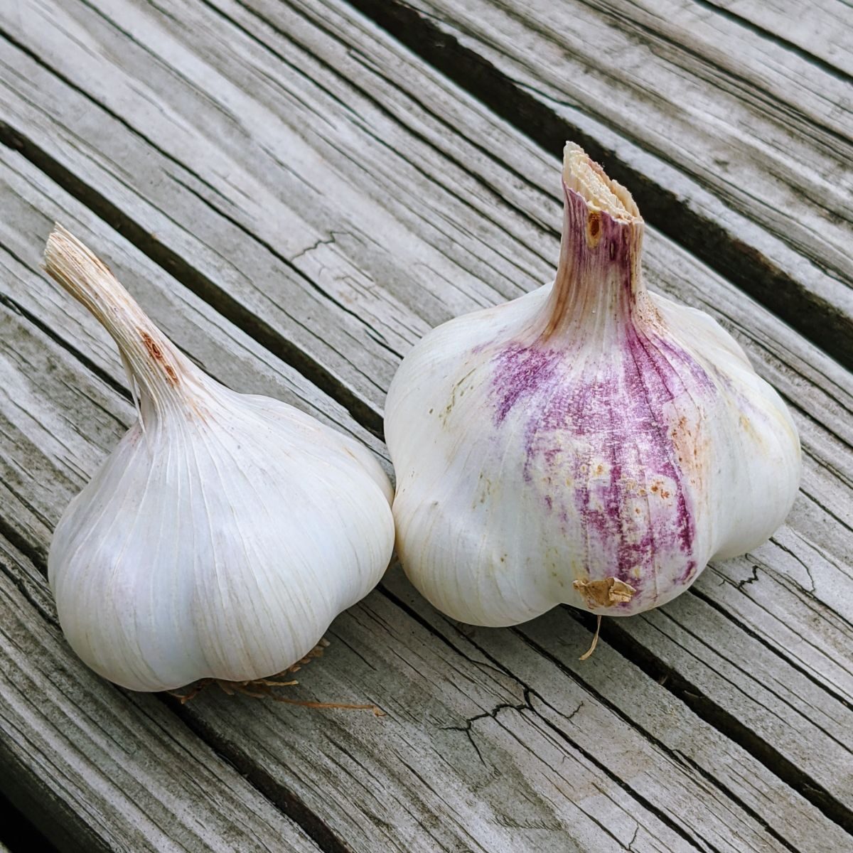 Beautiful homegrown garlic bulbs with white and purplish skins, learning how to harvest garlic is easy!