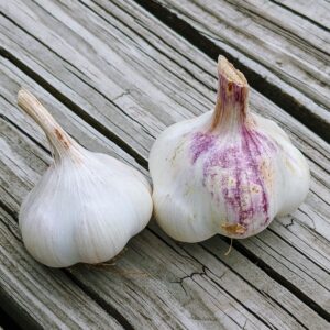 How and When to Harvest Garlic