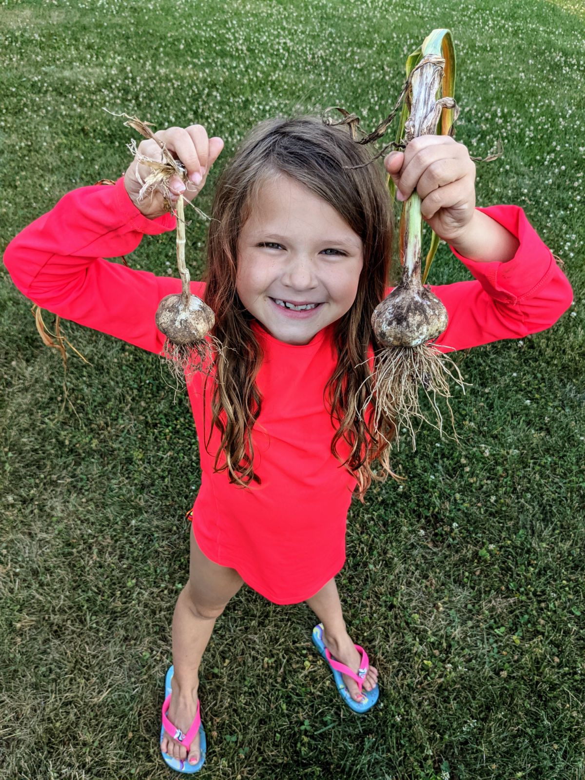 Young daughter holding two garlic bulbs by her face after pulling from the garden