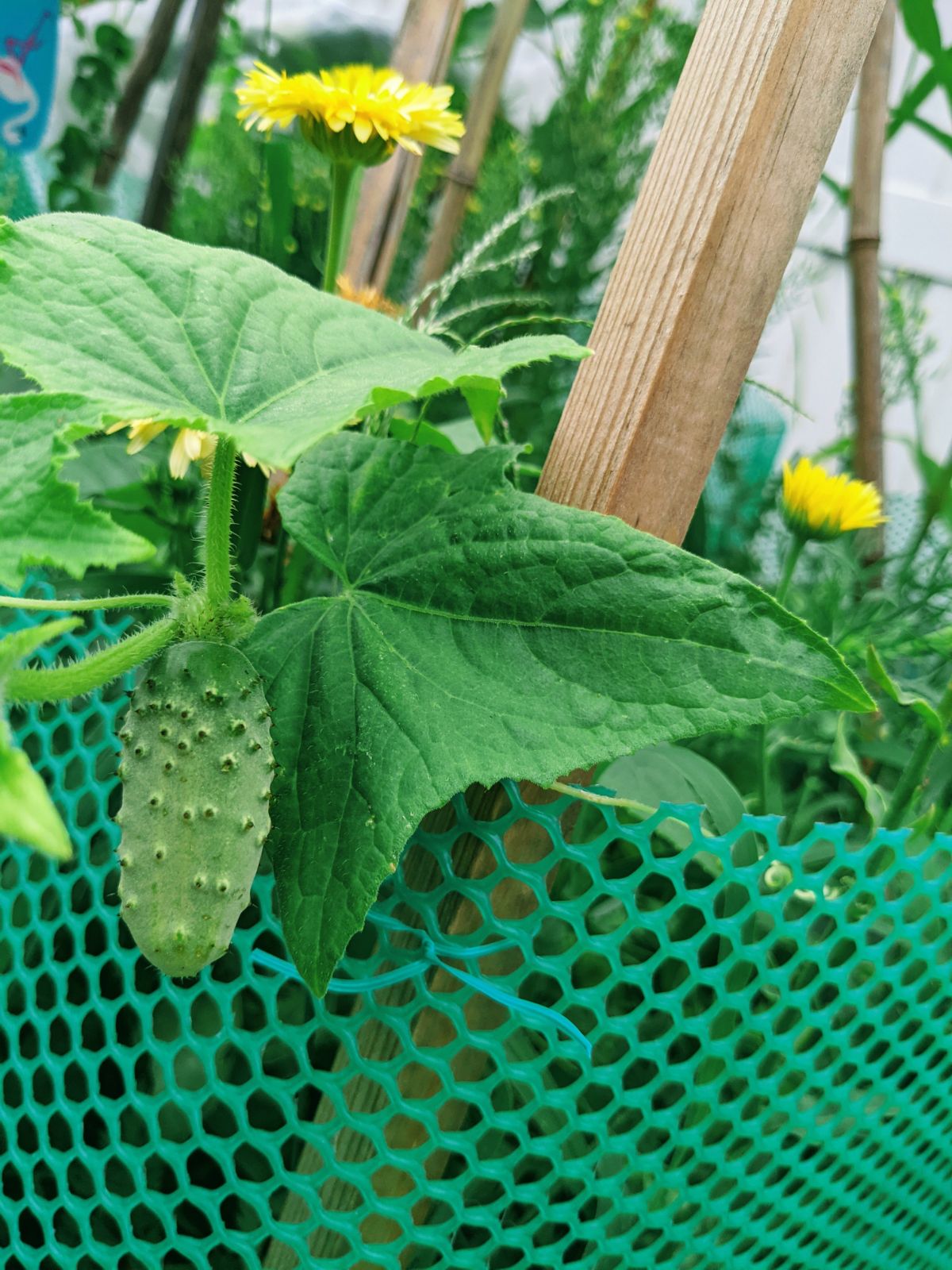 Small pickling cucumber growing on its own.