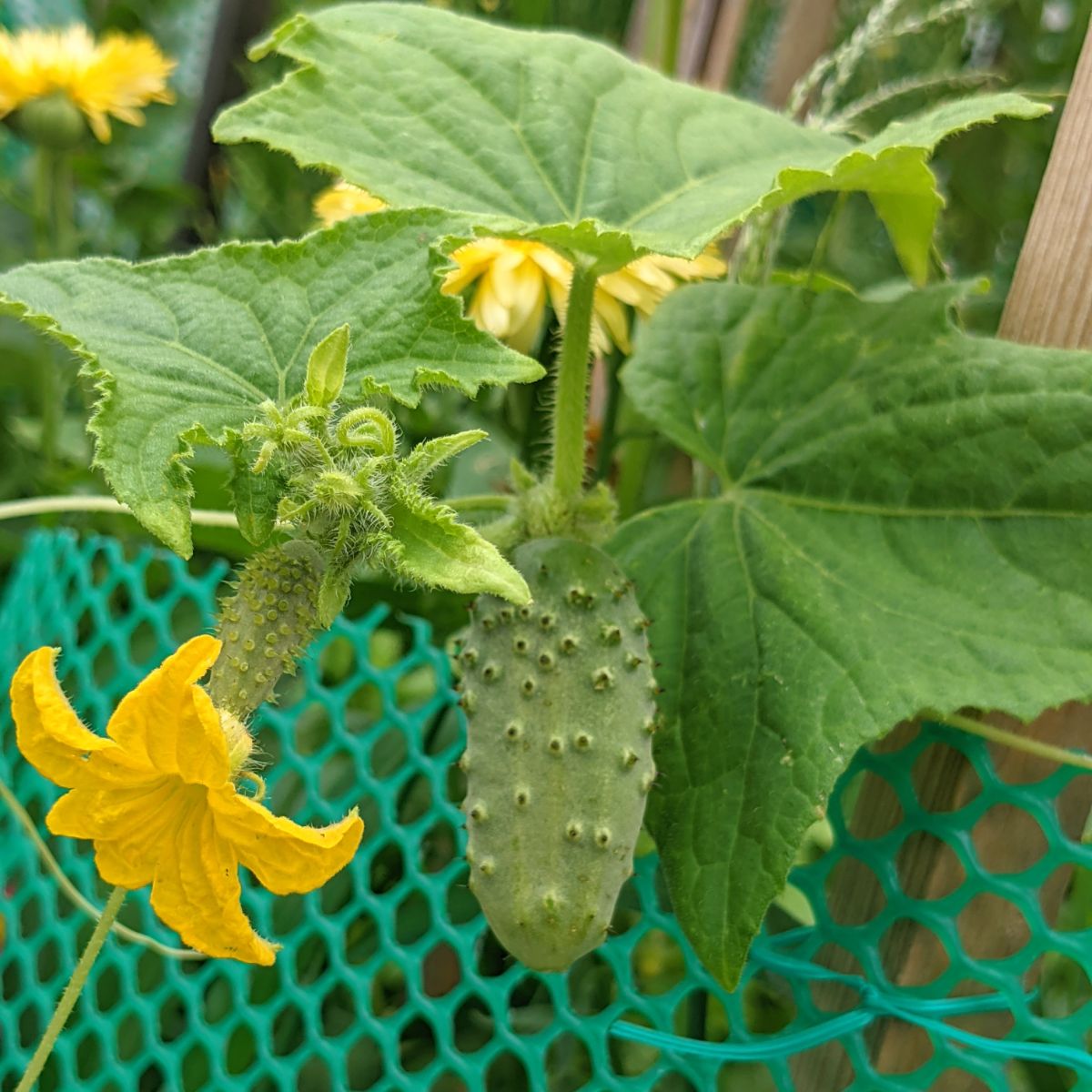 Growing Pickling Cucumbers - National, Chicago, & Boston Pickling Cucumbers