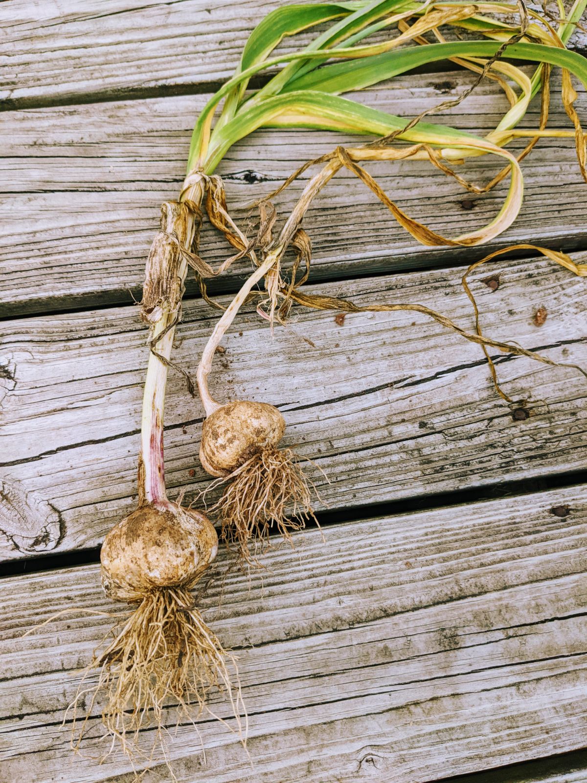 Harvested garlic on the wooden deck - two bulbs with greens and roots still attached