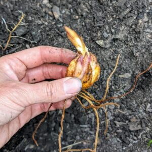 Transplanting Lilies – How to Plant Lilies from Pots or Bags