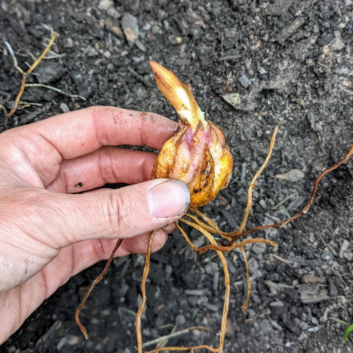Imperial Hymne rekenmachine Transplanting Lilies - How to Plant Lilies from Pots or Bags - Bunny's Garden Imperial Hymne rekenmachine Transplanting Lilies - How to Plant Lilies from Pots or Bags - Bunny's Garden