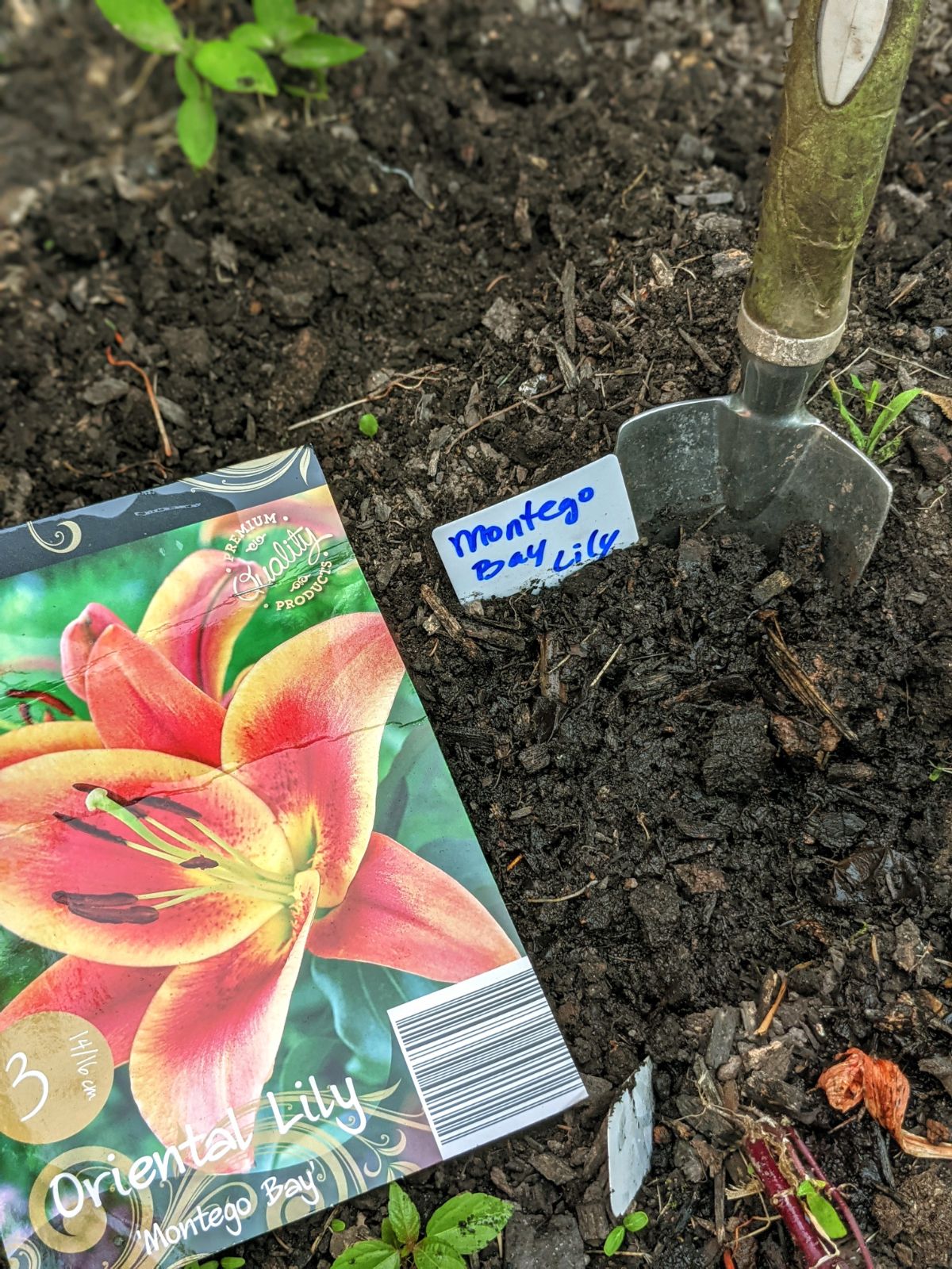 Transplanting Montego Bay Lilies from bags