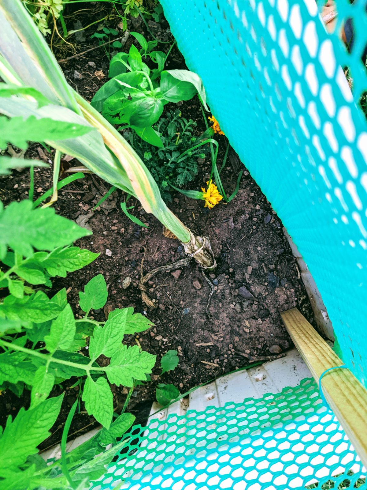 Garlic plant in the garden - Garlic is ready to harvest when the lower leaves start to become dry and brown.