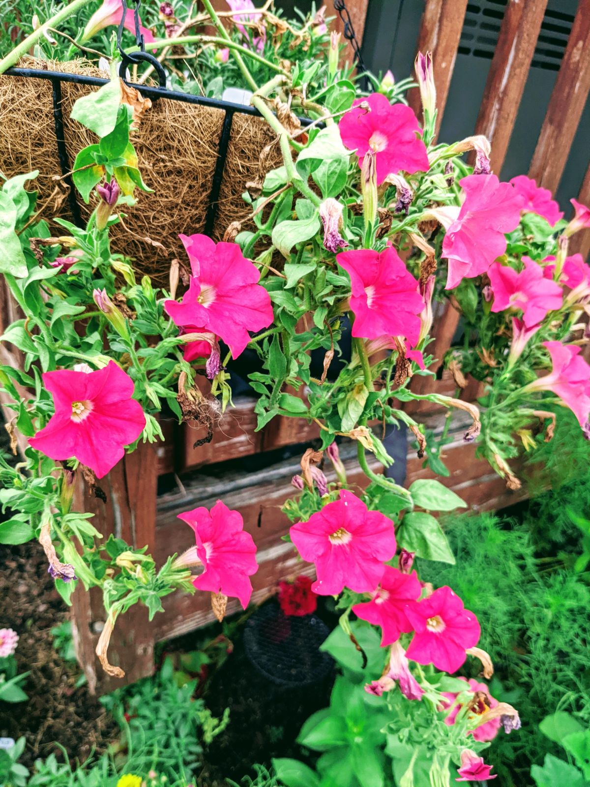 Pink petunias in a hanging basket