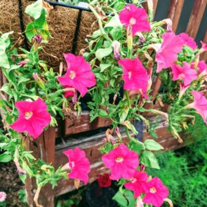 Pruning Petunias – How to Prune Petunias for More Blooms